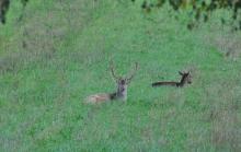 Ogłoszenie o sprzedaży polowań - sezon 2026/2027