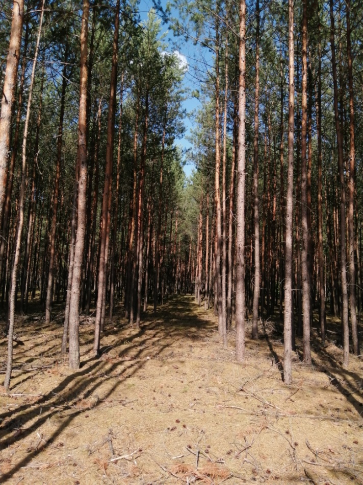 Jeden ze szlaków zrywkowych na terenie leśnictwa Bolewiny.