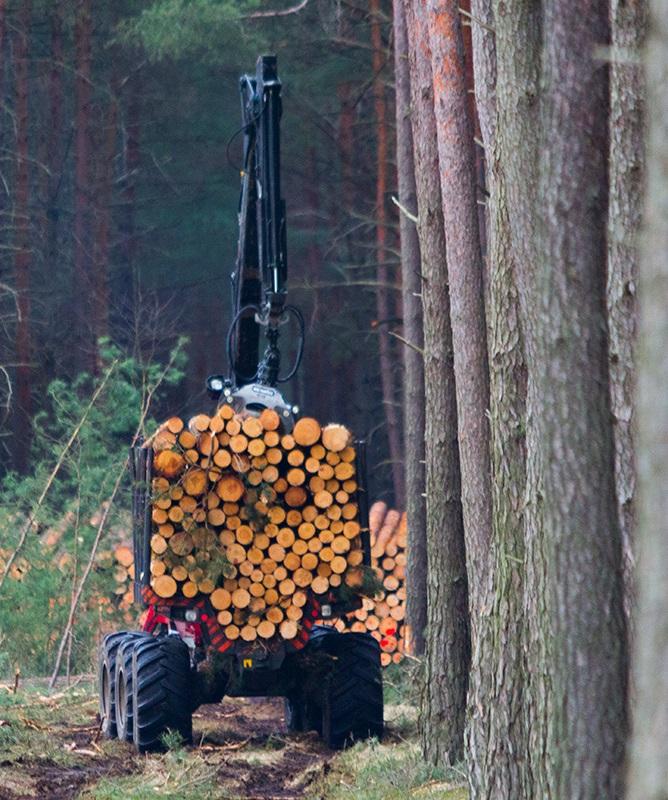 Verkauf von Holz, Weichnachtsbäumen und Setzlingen