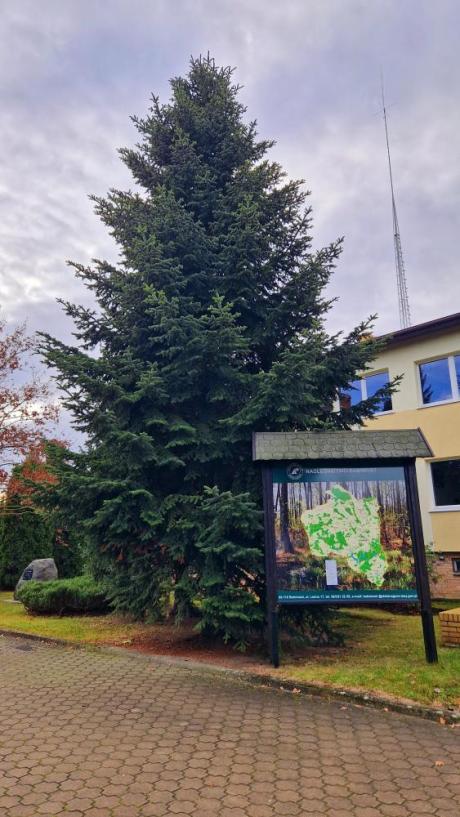 Choinka od leśników