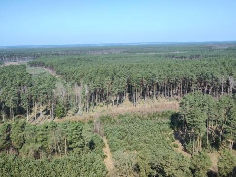 Wielkoobszarowa Inwentaryzacja Stanu Lasu 2025–2029